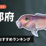 【2026年】京都府のアマダイ釣り用ロッドの選び方＆おすすめランキング【若狭湾・丹後エリア】