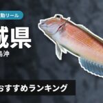 【2026年】茨城県のアマダイ釣り 電動リールの選び方＆おすすめランキング【日立沖・鹿島沖エリア】