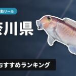 【2026年】神奈川県のアマダイ釣り 電動リールの選び方＆おすすめランキング【相模湾エリア】