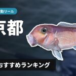 【2026年】東京湾のアマダイ釣り 電動リールの選び方＆おすすめランキング